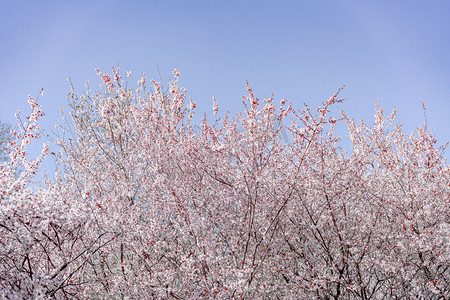 春天正午阳光下美人梅户外花朵盛开摄影图配图