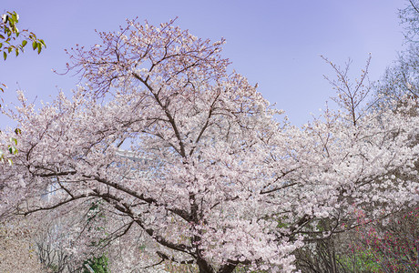 春天花卉午后樱花树户外樱花盛开摄影图配图