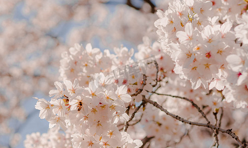 春天花卉阳光下樱花树上户外蜜蜂采蜜摄影图配图