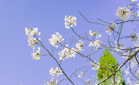 春天正午阳光下梅花户外花朵盛开摄影图配图