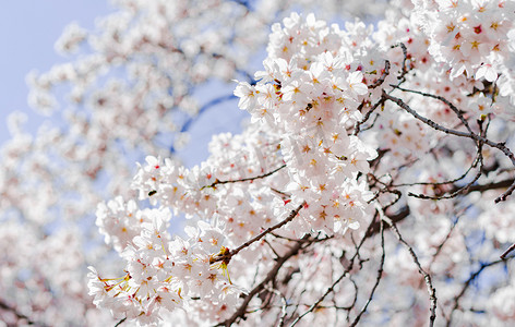 立春节气摄影照片_春天正午阳光下樱花户外花朵盛开摄影图配图
