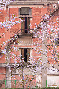 樱花白天樱花建筑拍摄摄影图配图