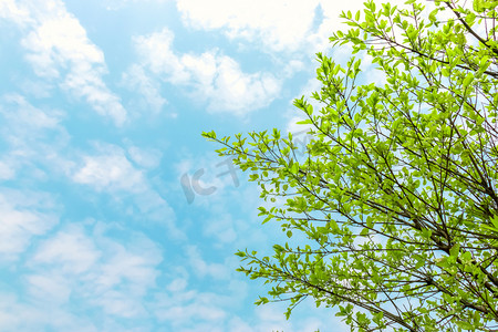 春天绿色叶子摄影照片_春天春光明媚树叶发芽蓝天白云摄影图配图