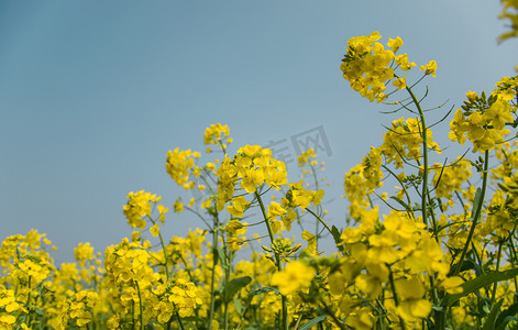 油菜花花朵下午油菜花田野无摄影图配图