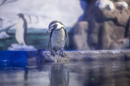 水族馆里的企鹅下午企鹅水族馆看摄影图配图
