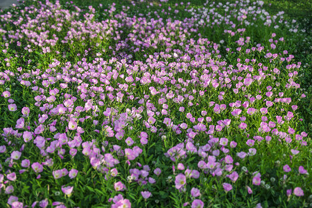 春季绽放摄影照片_公园里的花朵下午花朵公园无摄影图配图