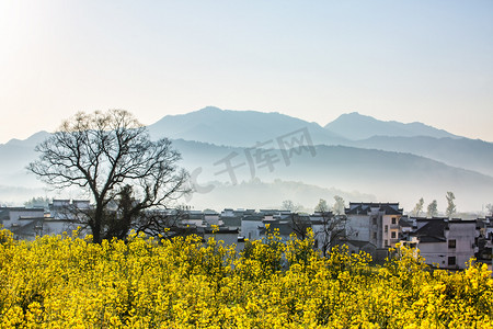 黄色山峰摄影照片_乡村早上油菜花山地无摄影图配图