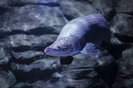 水族馆里的巨骨舌鱼下午巨骨舌鱼水族馆游动摄影图配图