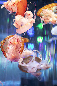 温州市极地海洋世界水母下午水母水族馆无摄影图配图