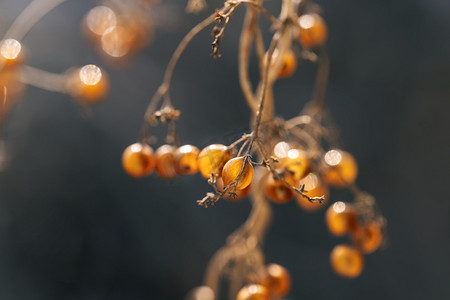 藤蔓摄影照片_自然植物苦皮藤金色小圆珠摄影图配图