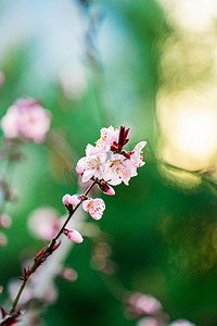 粉色花朵素材摄影照片_花卉春天桃花野外花枝开放摄影图配图