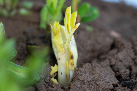 发芽白天嫩黄的植物芽尖土地春播摄影图配图