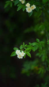 回族花儿摄影照片_白色花朵下午花儿室外摄影摄影图配图