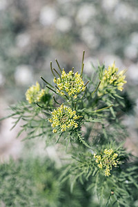 田园风景黄色的刺芹花朵摄影图配图