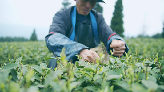 春天摄影照片_实拍春天茶园采茶的老人