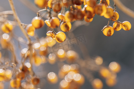 春季阳光下闪着金色苦皮藤植物摄影图配图