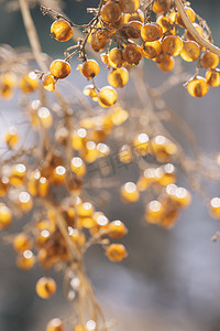 苦皮藤藤蔓上的金色圆形种子摄影图配图