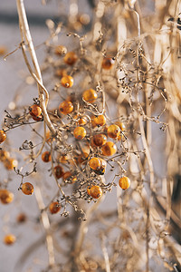 藤蔓植物苦皮藤金色种子摄影图配图