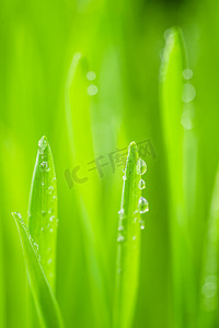 春季植物白天雨滴叶茎上的水珠户外春天摄影图配图