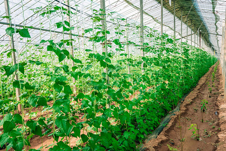 植物白天豆角藤农业大棚种植摄影图配图