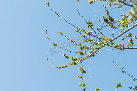 蓝天绿植摄影照片_自然风景蓝天植物龙爪榆榆钱树摄影图配图