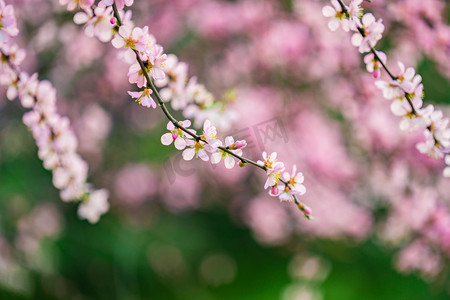 春色元素摄影照片_花卉春天桃树林野外春暖花开摄影图配图