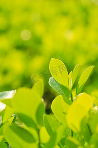 绿叶植物户外摄影照片_自然春天绿叶植物户外特写背景摄影图配图