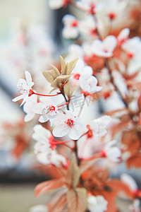 的樱花摄影照片_自然景色春天枝头的樱花特写摄影图摄影图配图