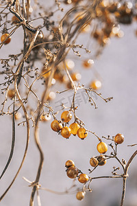 金色的藤蔓植物自然风景摄影图配图