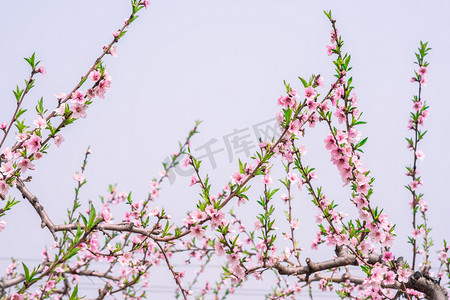 树枝元素摄影照片_桃花白天桃花树枝野外赏花摄影图配图