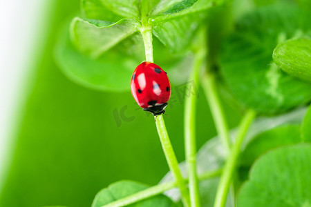 植食性瓢虫摄影照片_春季动物植物白天绿植上的瓢虫农田爬行摄影图配图