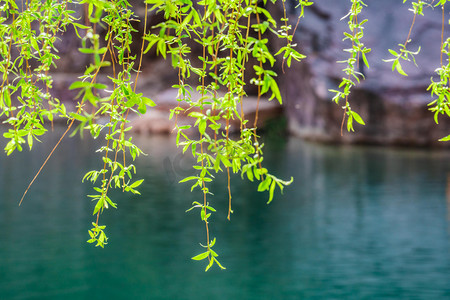 蓝色湖水摄影照片_湖面垂柳白天柳枝湖水柳枝春游摄影图配图