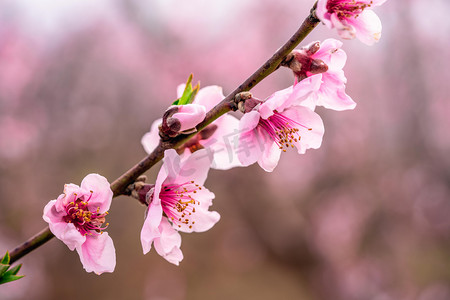 春色元素摄影照片_桃花白天桃花枝桃花园赏花摄影图配图