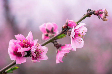 春色元素摄影照片_桃花白天粉色桃花桃园赏花摄影图配图