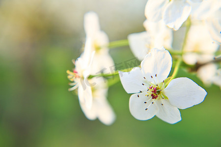 白色鲜花摄影照片_春季室外白色梨花赏花摄影图摄影图配图