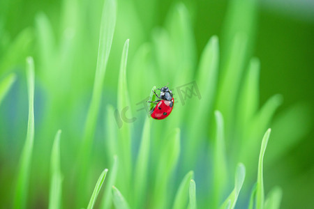 春天的动物植物摄影照片_动物植物白天绿植上的瓢虫室外绿植上的瓢虫摄影图配图
