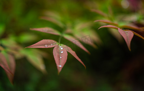 绿色清新花草摄影照片_雨中的树叶下午叶子室外摄影摄影图配图