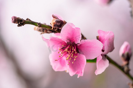 粉色花朵素材摄影照片_花卉白天桃花枝桃园赏花摄影图配图