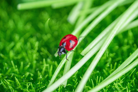绿草素材摄影照片_动物植物白天绿植上的瓢虫户外春季瓢虫摄影图配图