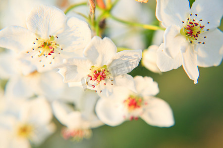 花摄影照片_春天白天梨花花蕊户外摄影特写摄影图配图