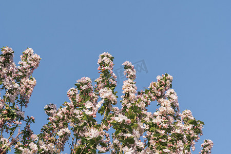 花枝背景摄影照片_自然风景蓝天背景下的海棠花植物花枝摄影图配图