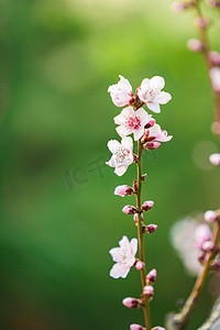 桃花园摄影照片_花卉春天桃花枝野外春游摄影图配图