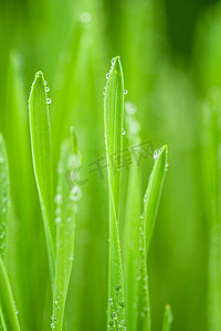 春季植物水滴白天雨滴叶茎农田水珠摄影图配图