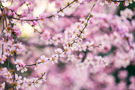 春天桃花摄影照片_花卉春天桃花花园观赏摄影图配图