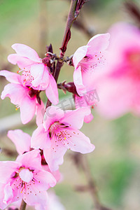 粉色花朵素材摄影照片_花卉春天桃花桃林赏花摄影图配图