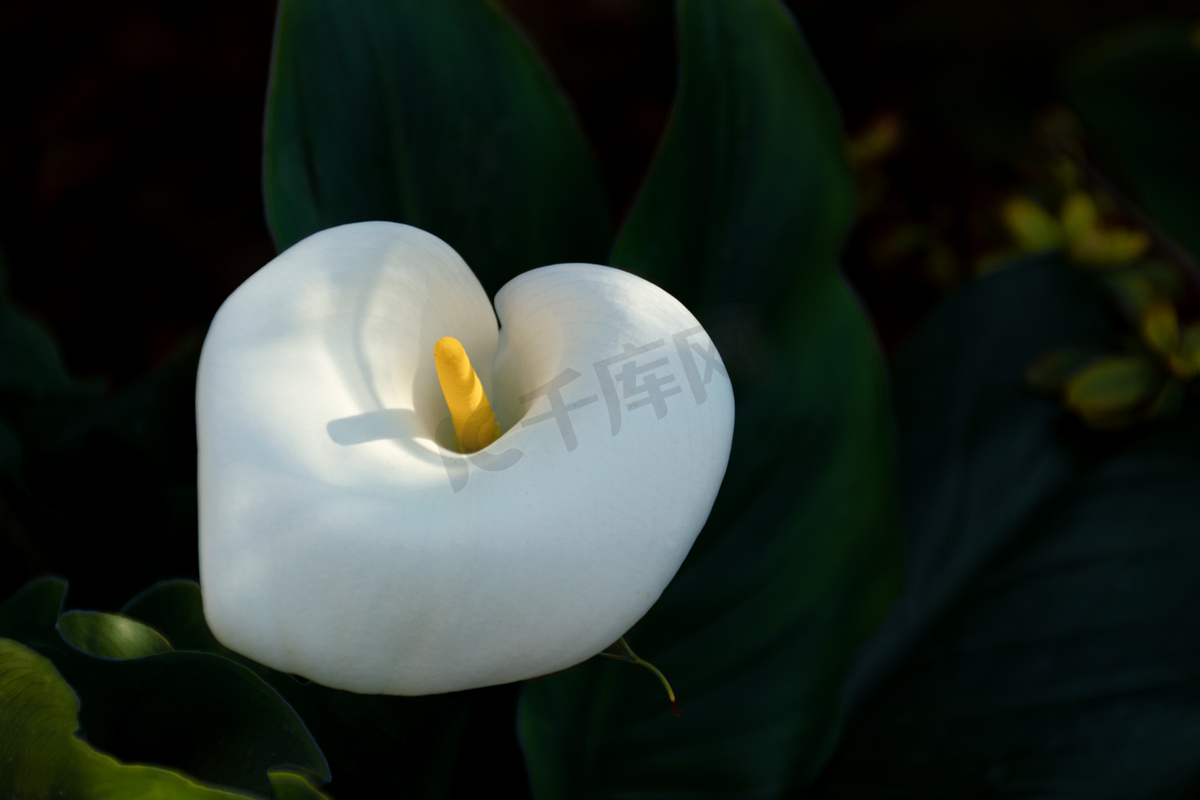 白色的马蹄莲花朵特写45832_花卉写真_花卉类_图库壁纸_68Design