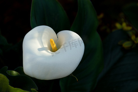 花朵白色摄影照片_花朵下午马蹄莲花园绽放摄影图配图