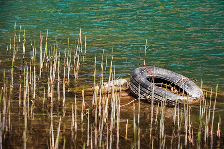 岸边芦苇发芽白天芦苇和废弃的轮胎湖边游玩摄影图配图