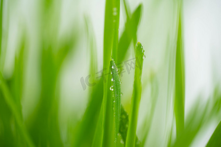 绿叶上的水珠白天绿叶上的水珠户外农田植物摄影图配图
