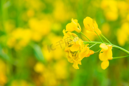 黄色油菜花白天油菜花农田油菜花花朵摄影图配图